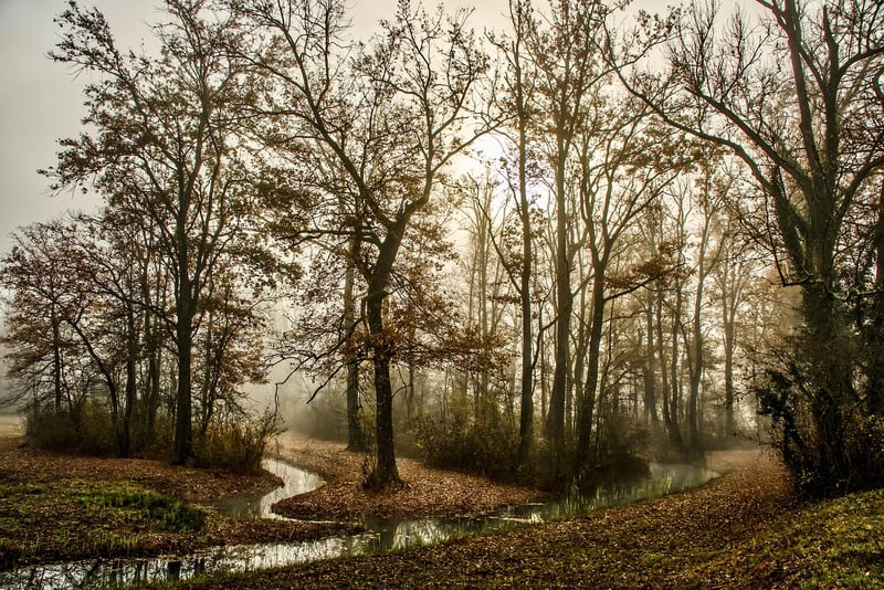 Sherwood Forest, England