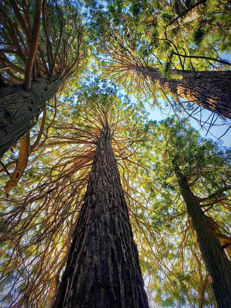 Muir Woods, California